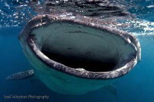Hungry Whale shark by Iyad Suleyman 